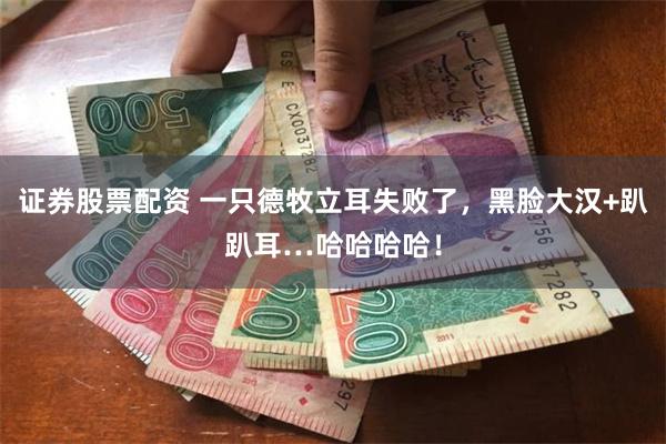 证券股票配资 一只德牧立耳失败了，黑脸大汉+趴趴耳…哈哈哈哈！